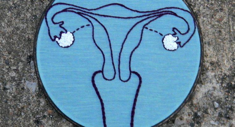 O que é produzido um hormônio nos ovários?