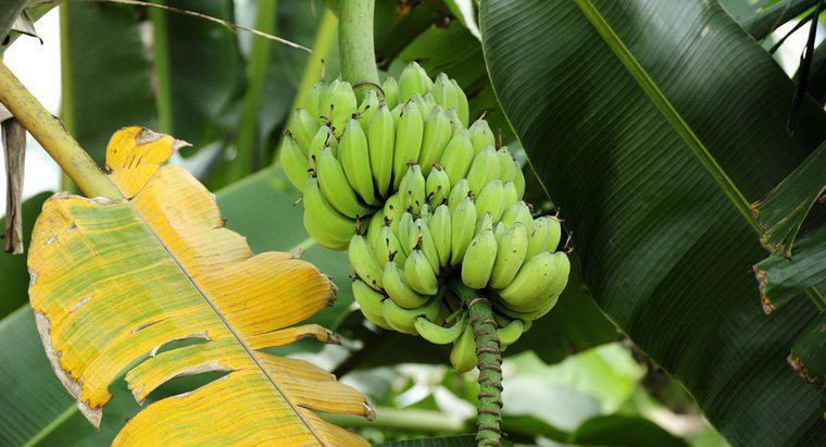 Qual é o nome científico de uma banana?