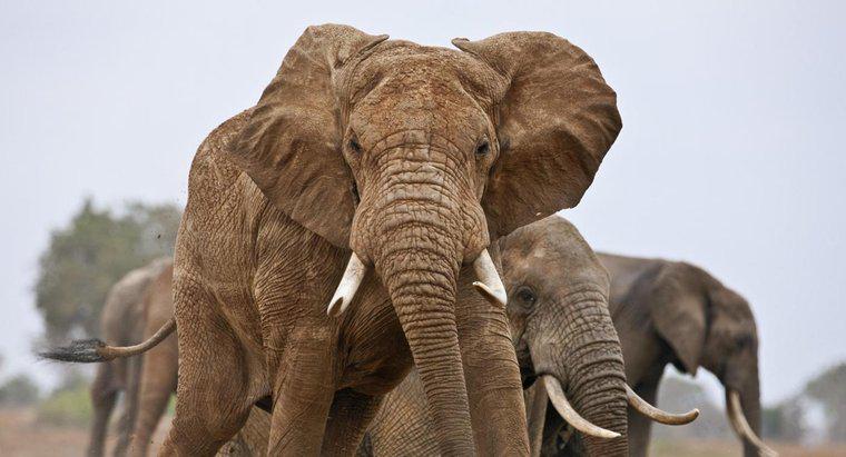 Quantos elefantes existem no mundo?