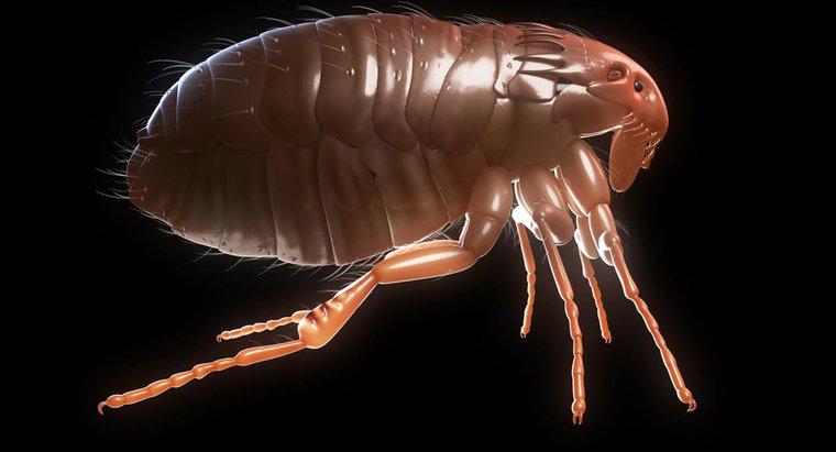 Quanto tempo as pulgas vivem?