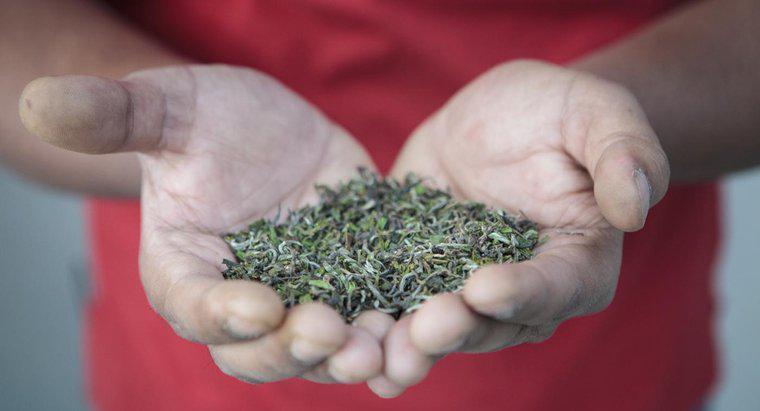 Quais são os benefícios para a saúde do chá Darjeeling?