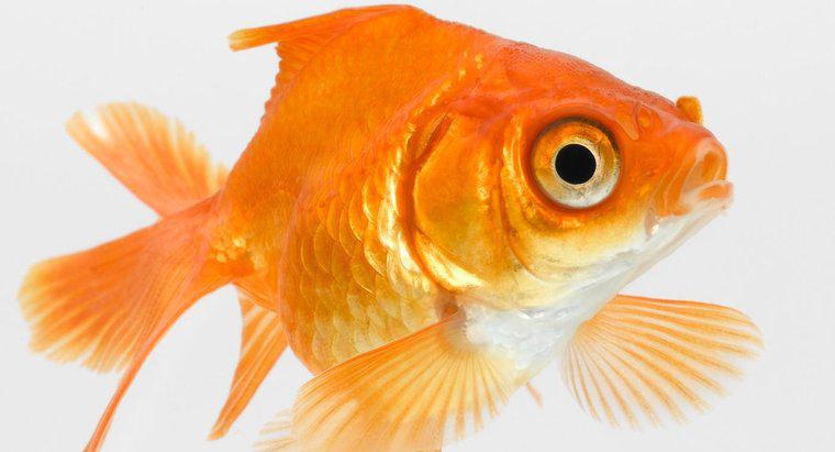 Por que meu peixe dourado está engolindo ar?