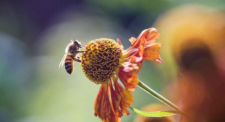 Quanto tempo vivem as abelhas?