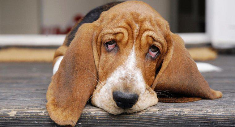 Qual é a dosagem recomendada de ibuprofeno para cães?