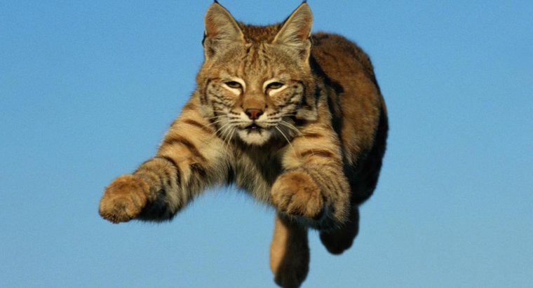 Qual a velocidade de execução de um Bobcat?