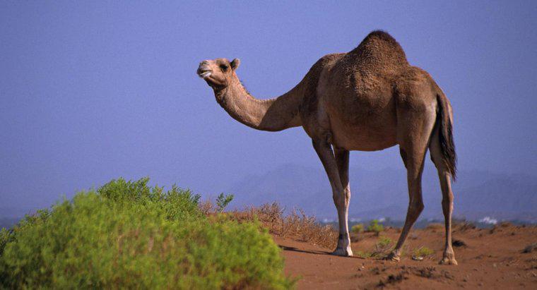 O que é armazenado na corcunda de um camelo?