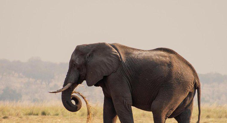Qual é o maior elefante?