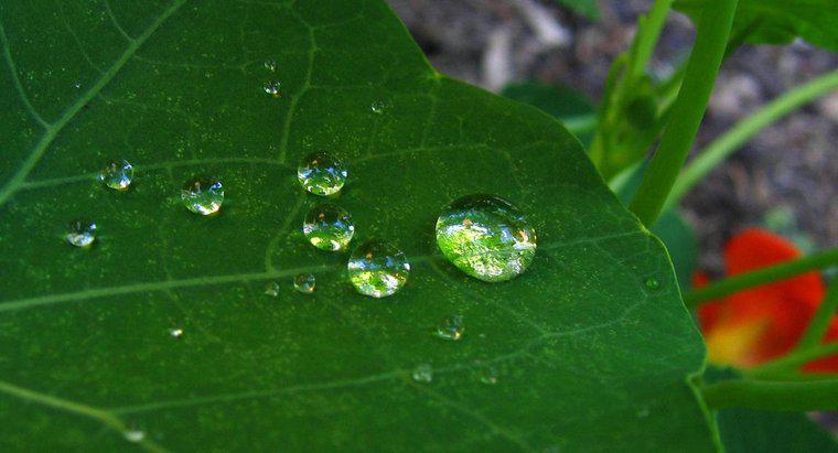 Como as plantas absorvem água?