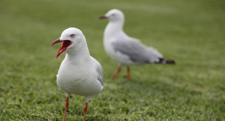 Qual é a vida útil de uma gaivota?