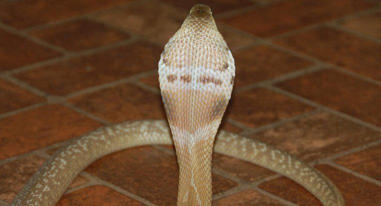 Quanto tempo os Cobras vivem?