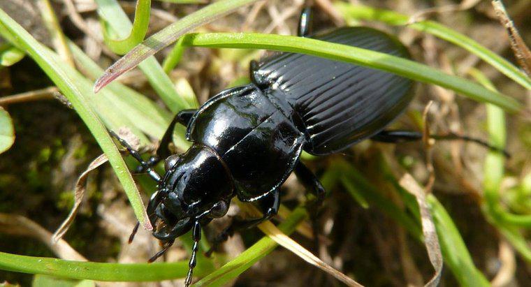 O que os besouros negros comem?