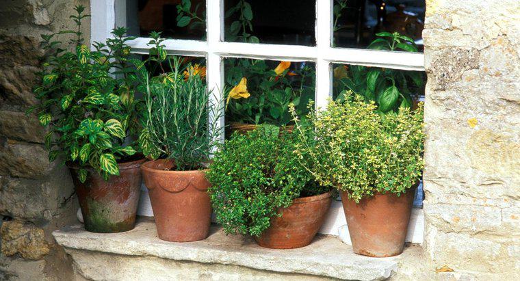 Quais são algumas dicas para cultivar ervas em vasos?