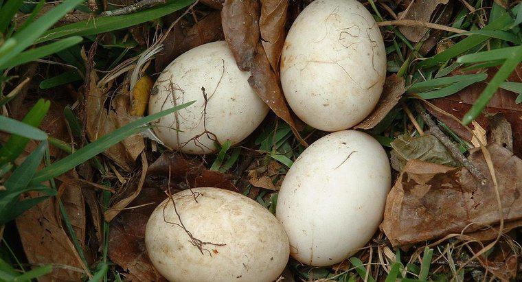 Como você cuida de um ovo de pássaro não chocado?