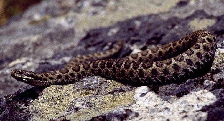Existem cobras venenosas na Itália?
