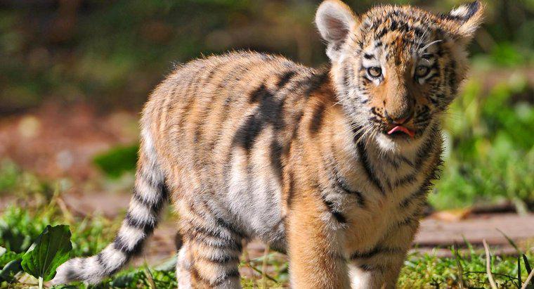 Quanto tempo leva para um tigre bebê se formar no útero?