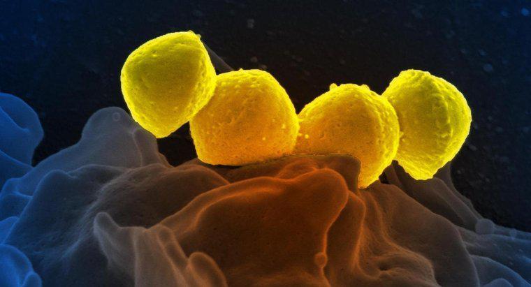 As bactérias morrem quando congeladas?