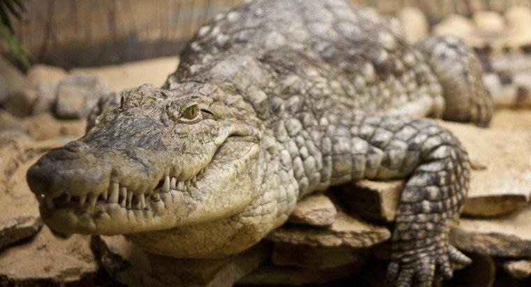 Em que habitat os crocodilos vivem?