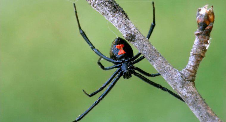 Quais são as características de identificação de uma aranha viúva negra?