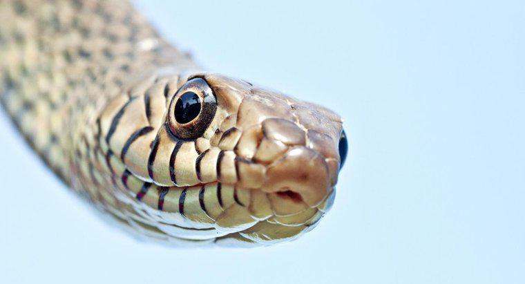 Quantas cobras existem no mundo?