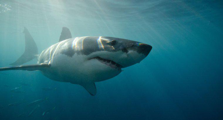 Quão rápido pode nadar um grande tubarão branco?