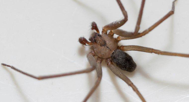 Qual a aparência de uma picada de aranha marrom reclusa?