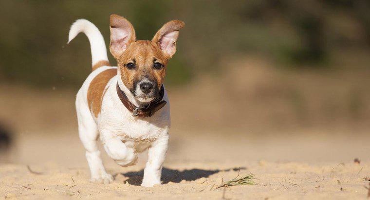 Como você cuida de um Jack Russell Terrier de pernas curtas?