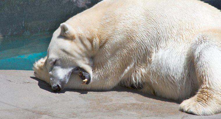 Por que os ursos polares têm patas grandes?