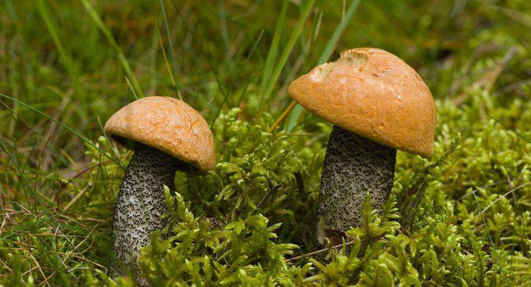 Quais são alguns cogumelos comuns do outono de Michigan?
