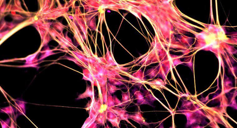 Qual é o objetivo do sistema nervoso central?