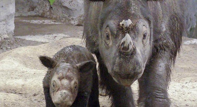 Por que os rinocerontes estão em perigo?