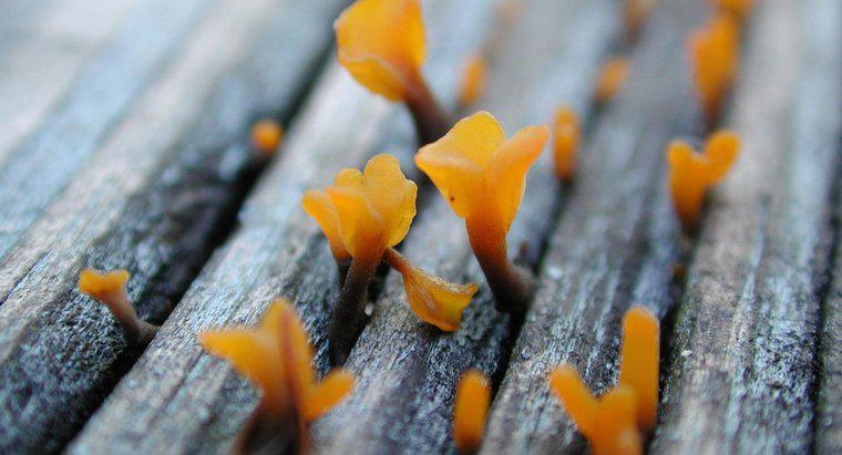 Como os fungos se alimentam?