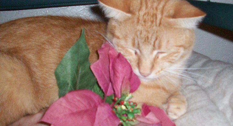 As plantas poinsétias são venenosas para os gatos?