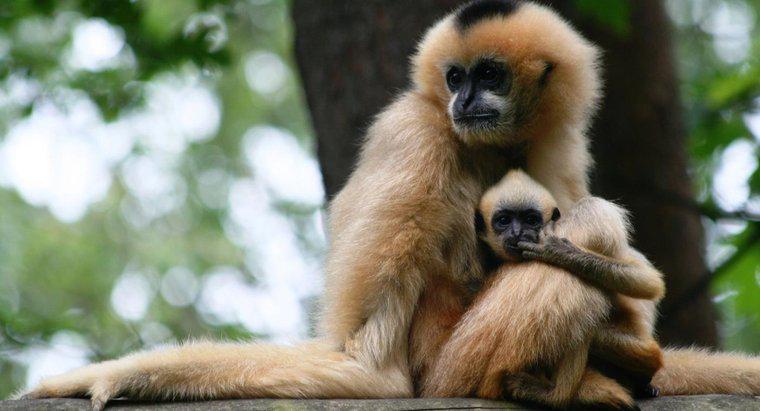 Quantos bebês um macaco pode ter ao mesmo tempo?