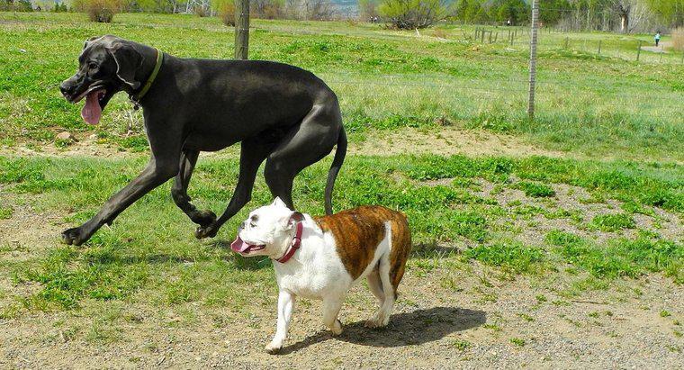 O que é uma mistura de Bulldog Americano e Dogue Alemão?