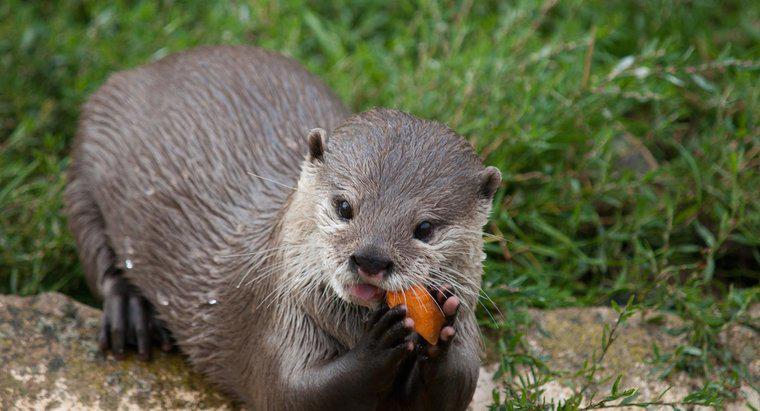 O que as lontras de rio comem?