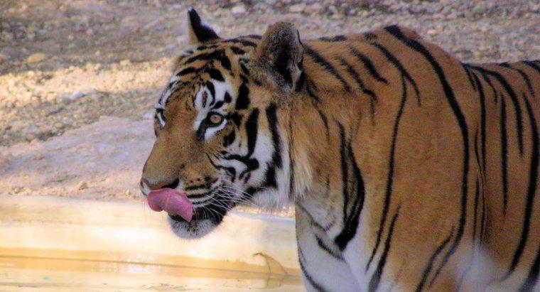 Um tigre é um onívoro, carnívoro ou herbívoro?