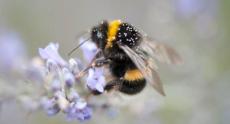 Qual é a duração de vida de um abelha?