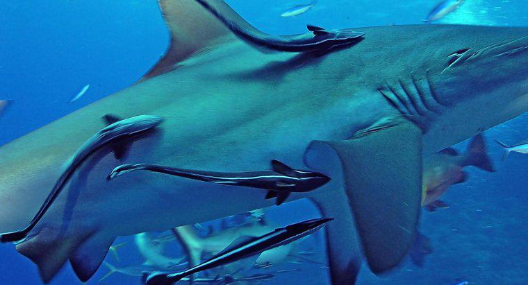 O que é a simbiose entre remoras e tubarões?