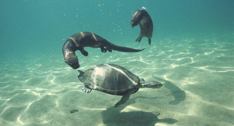 Como os animais se comunicam debaixo d'água?