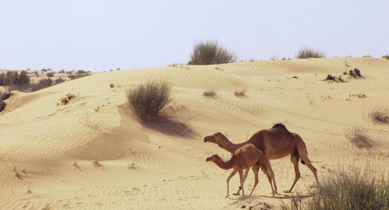 Como os camelos se adaptaram à vida em um deserto arenoso?