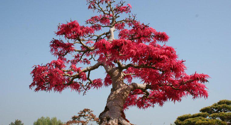 Qual é o significado de uma árvore Bonsai?