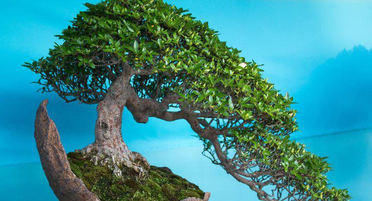 Como posso reviver minha árvore de bonsai?