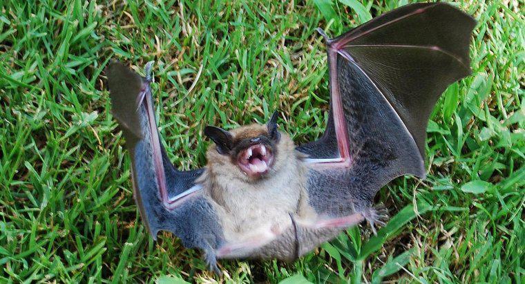 Como você tira os morcegos de casa?