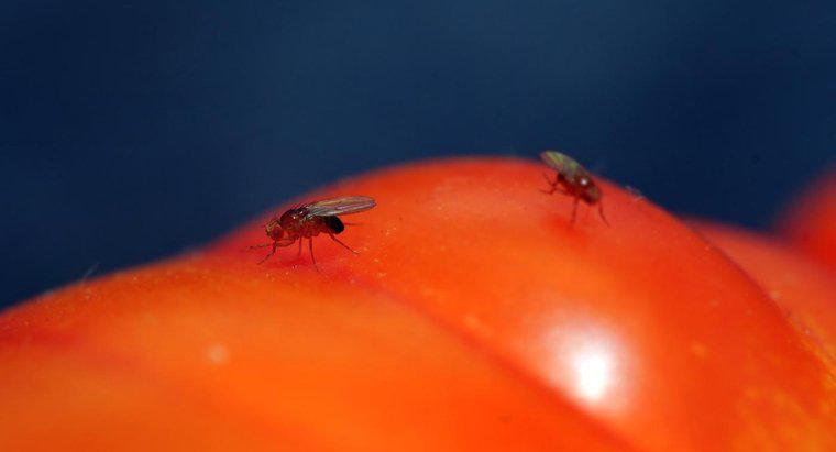As armadilhas para moscas-das-frutas caseiras trazem mais moscas-das-frutas para dentro de sua casa?