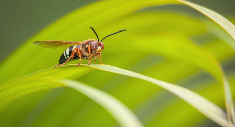 Quais são alguns fatos sobre as vespas?