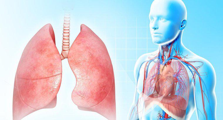 Por que os pulmões são tão importantes?