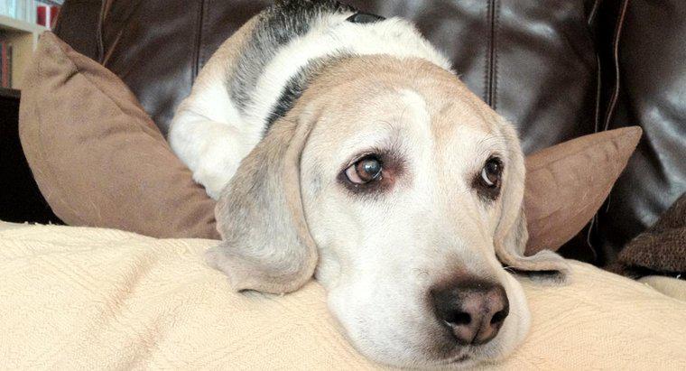 Quais são os sintomas de problemas de tireóide em cães?