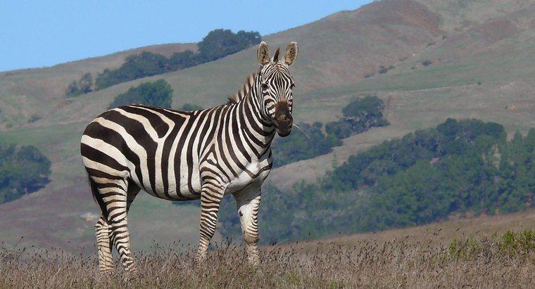 Como é o som de uma zebra?