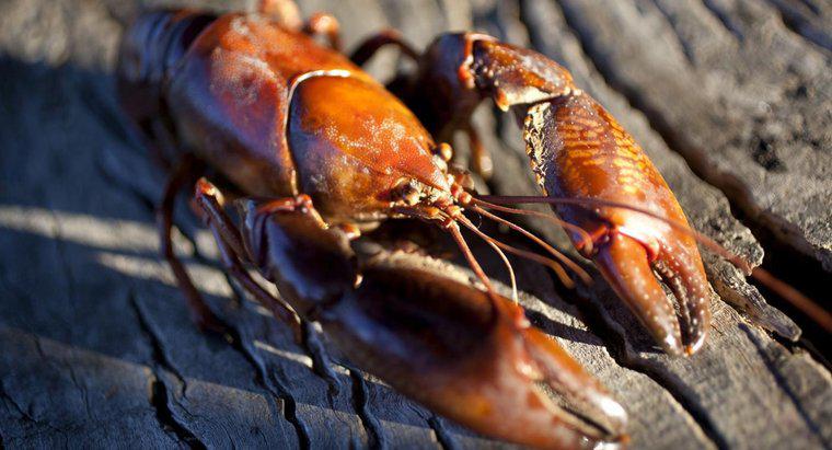 O que comem os lagostins de água doce?