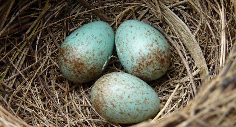 Quais são as vantagens do ovo amniótico?